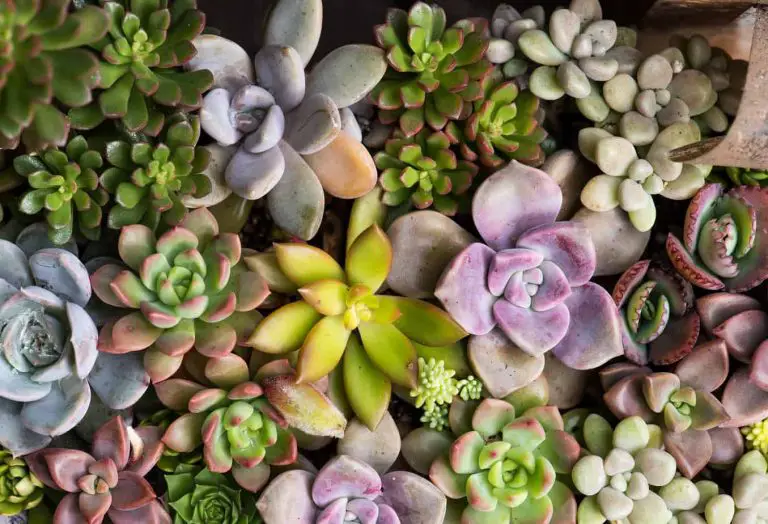 How Cold Can Succulents Tolerate?