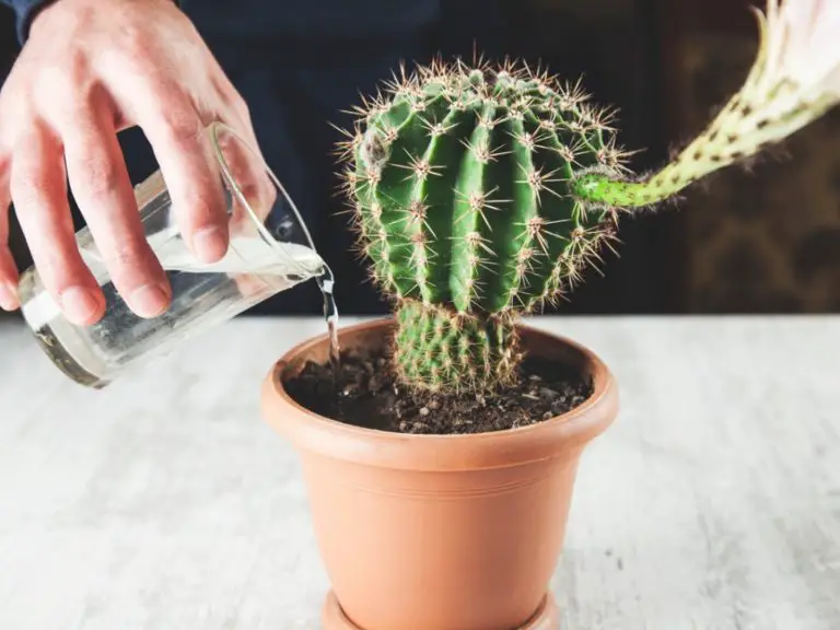 How And When to Water Succulents And Cacti