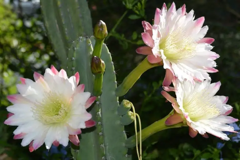 Cereus Stenogonus: Care And Propagation Guide