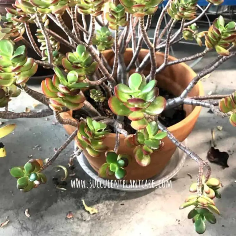 Jade Plant Branches Or Leaves Shriveling/Drooping