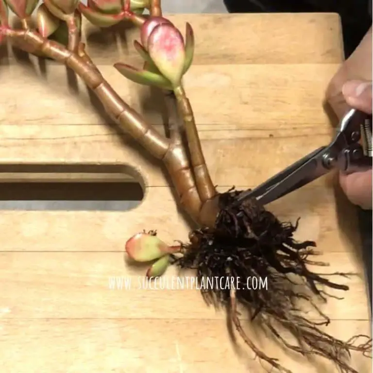 Jade Plant (Crassula Ovata) Falling Over