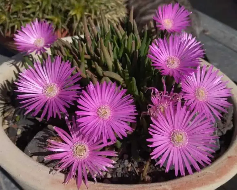 Cephalophyllum Alstonii: Care And Propagation Guide