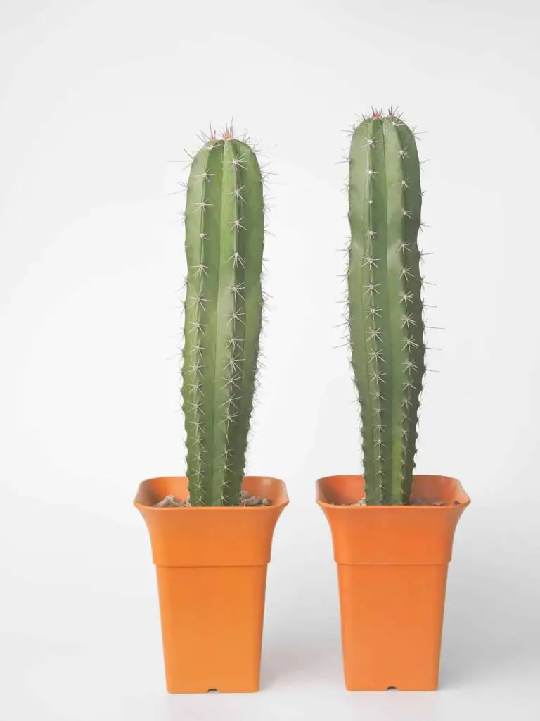 Stenocereus Pruinosus: Care And Propagation Guide
