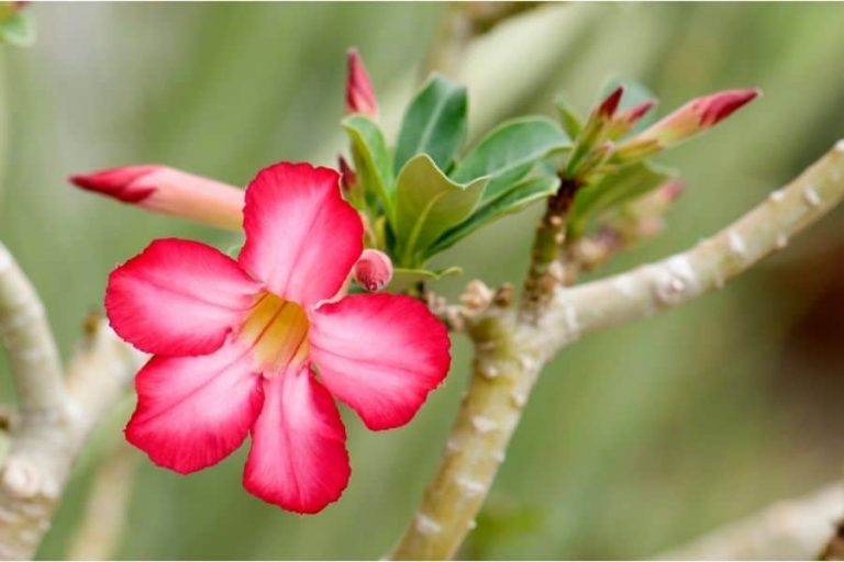 How To Prune Desert Rose In 4 Easy Steps