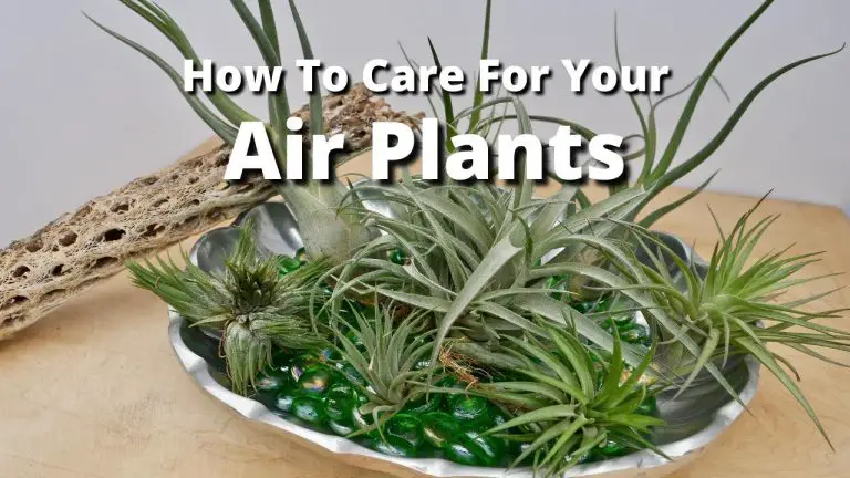 Best Way to Take Care of Air Plants