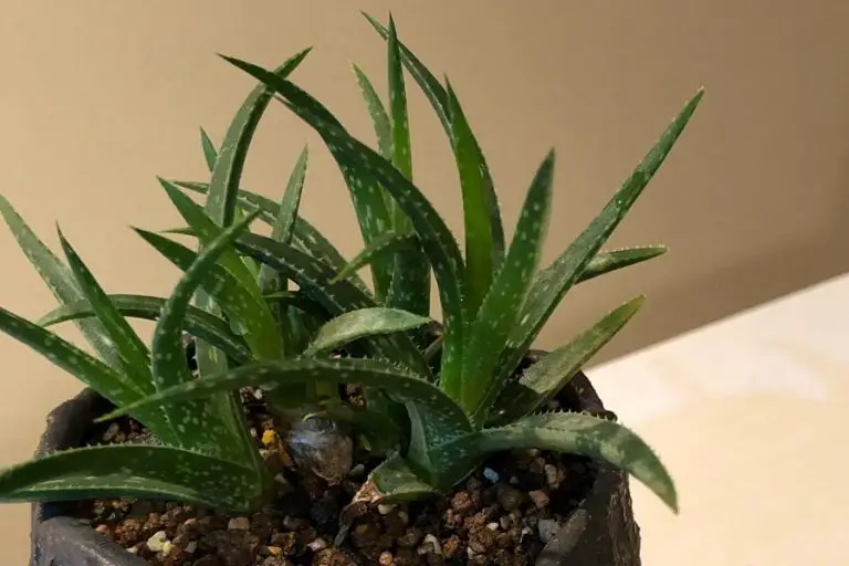 Aloe Firebird: Care And Propagation Guide
