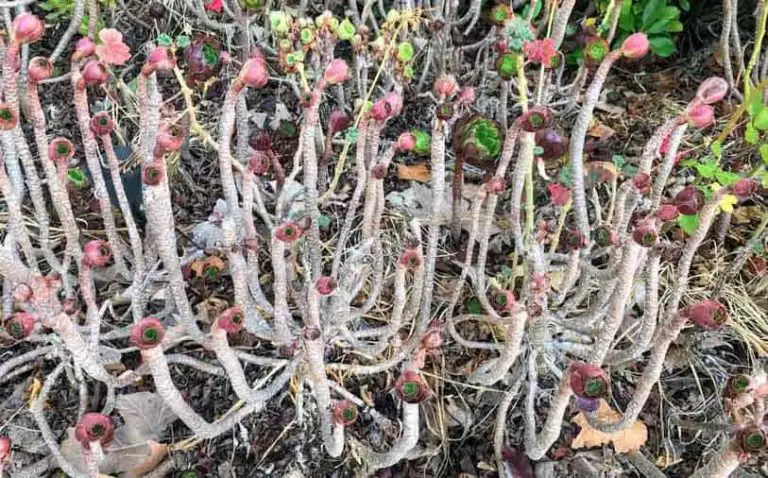 Aeoniums Drooping, Leaves Dropping-Are My Aeoniums Dying