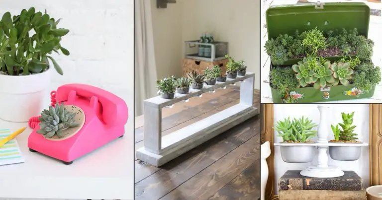 30 Cutest Indoor Succulent Garden Ideas
