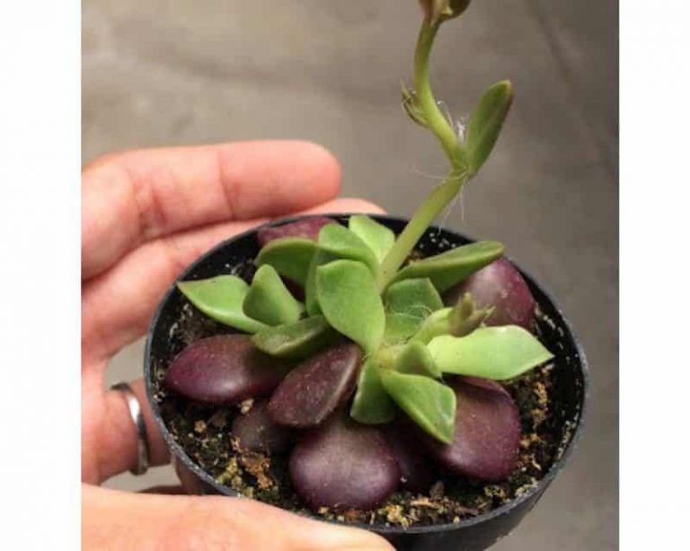 Anacampseros Rufescens ‘Sunrise’ Care And Propagation