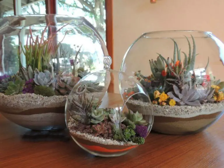 How to Care for Succulent Terrarium
