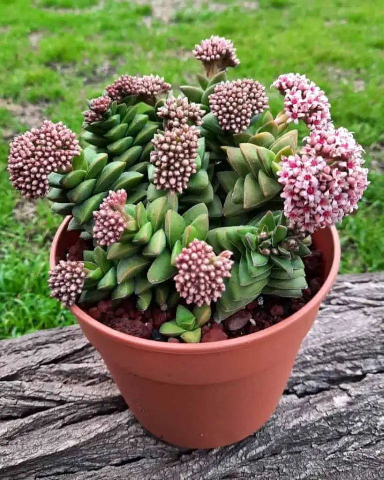 Crassula Tecta: Care And Propagation Guide