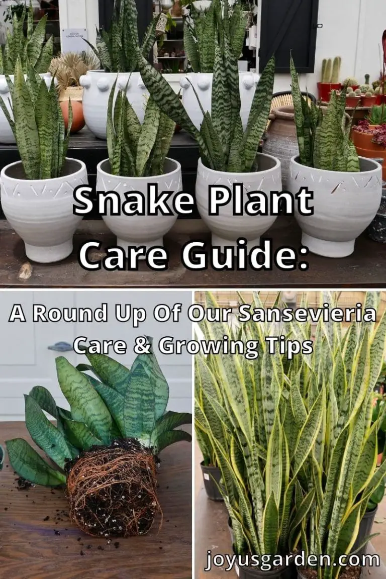 Sansevieria Care Guide: How to Care for Snake Plants