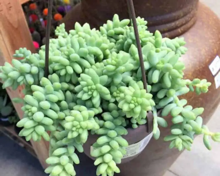 Sedum Morganianum-Donkey’S Tail Care And Propagation