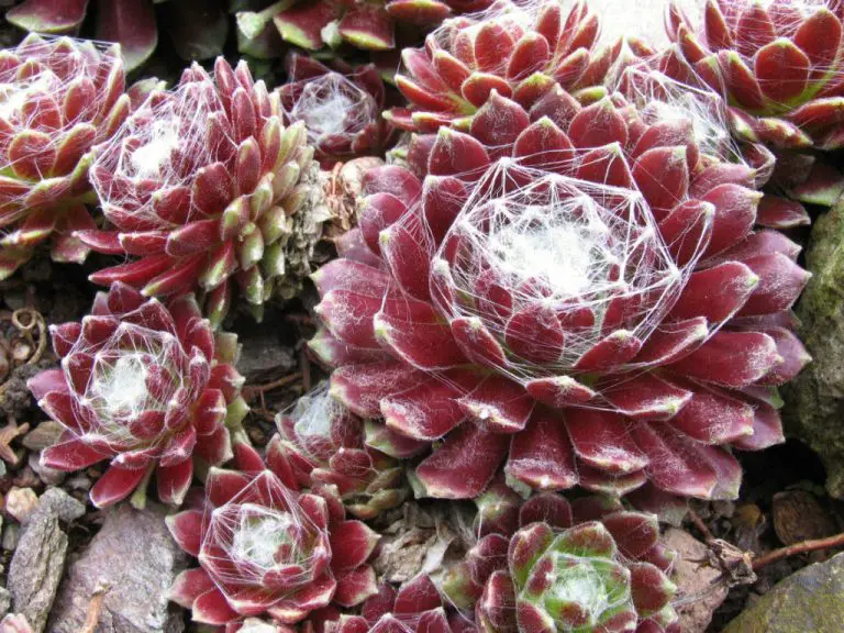 How To Water Succulents In Winter