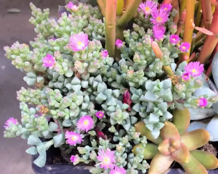 Oscularia Deltoides ‘Pink Ice Plant’ Care And Propagation