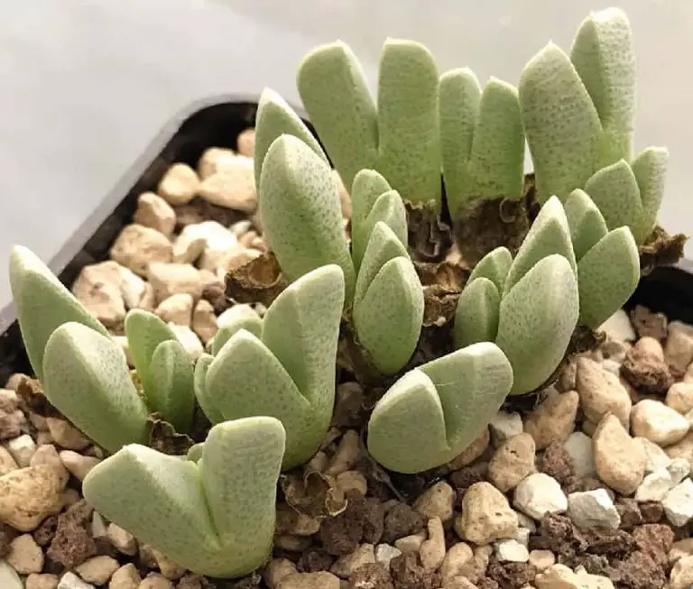 16 Unique Types of Cheiridopsis Succulents