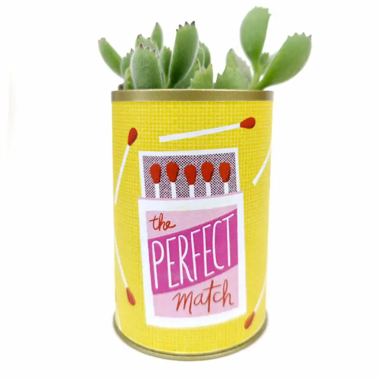 Air Plants And Succulents: A Perfect Match