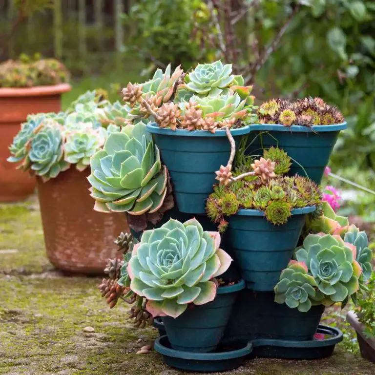 200+ Amazing Echeveria Types Of Succulents