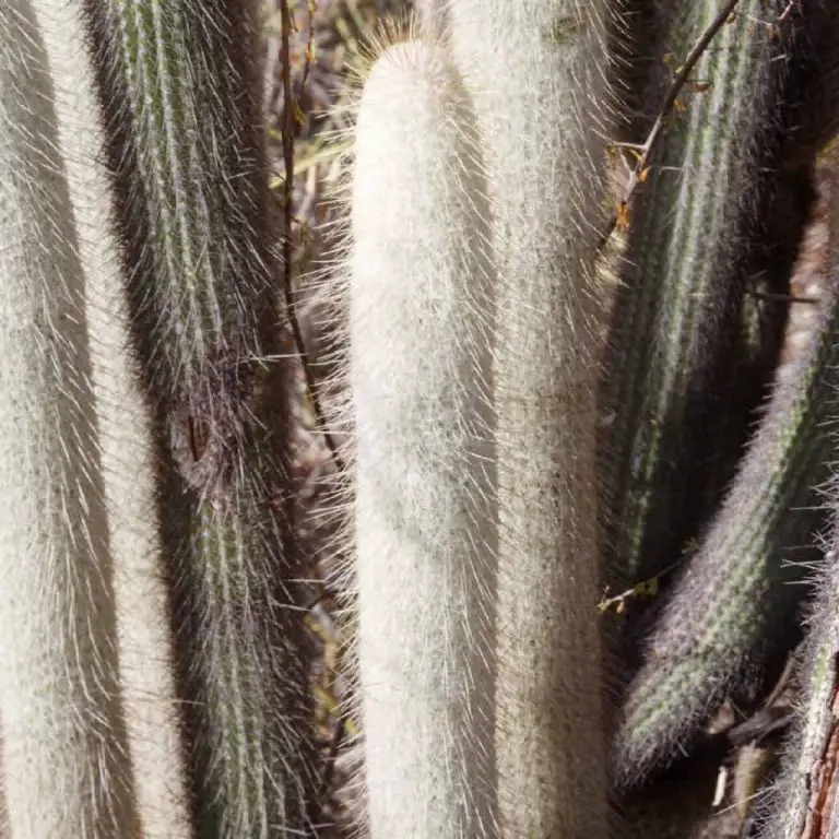Austrocephalocereus Dybowskii: Care And Propagation Guide