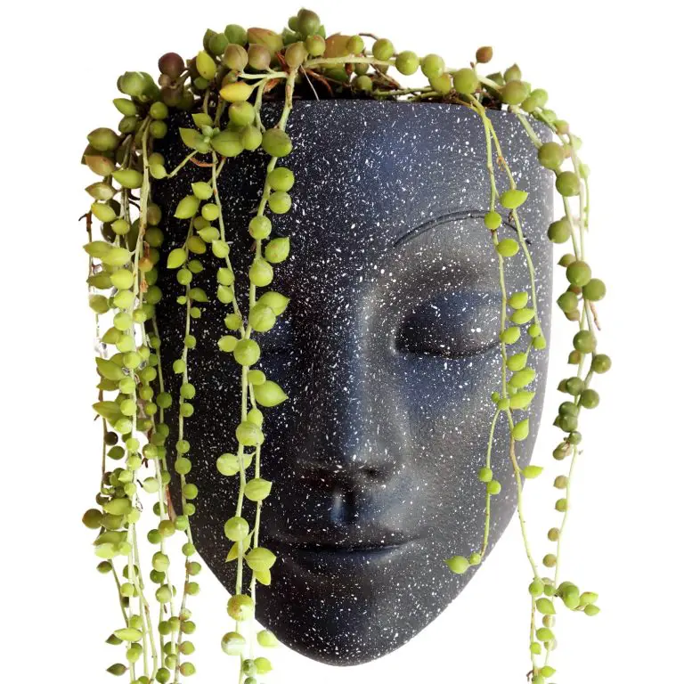 15 Creative Succulent Gift Ideas for Succulent Lovers