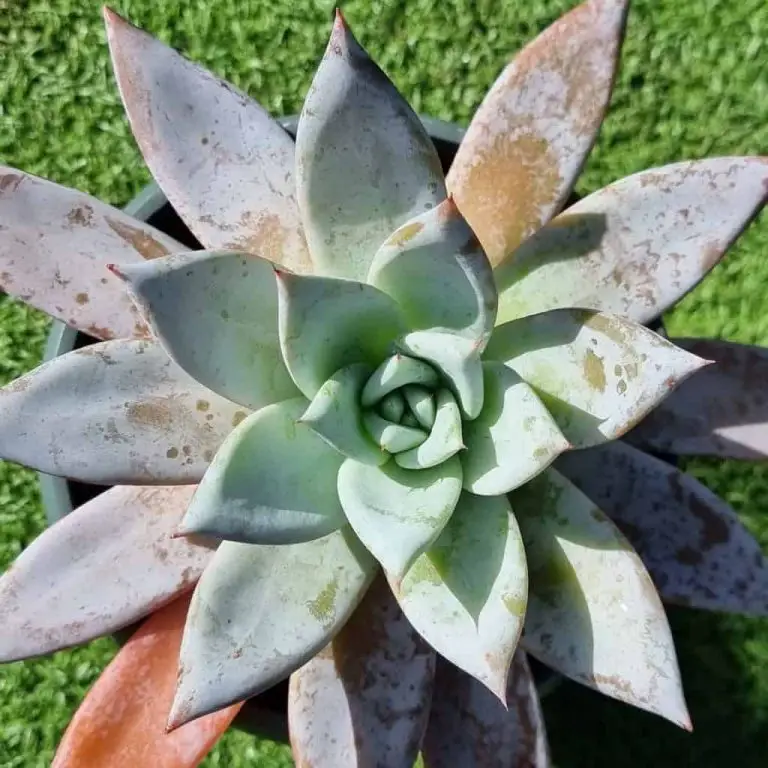 Echeveria Mexican Giant: Care And Propagation Guide