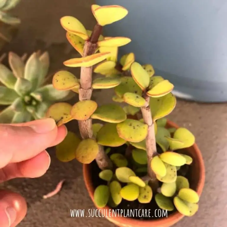 Portulacaria Afra-Elephant Bush Dropping Leaves! Is It Dying