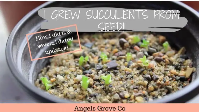 How To Grow Succulents From Seed