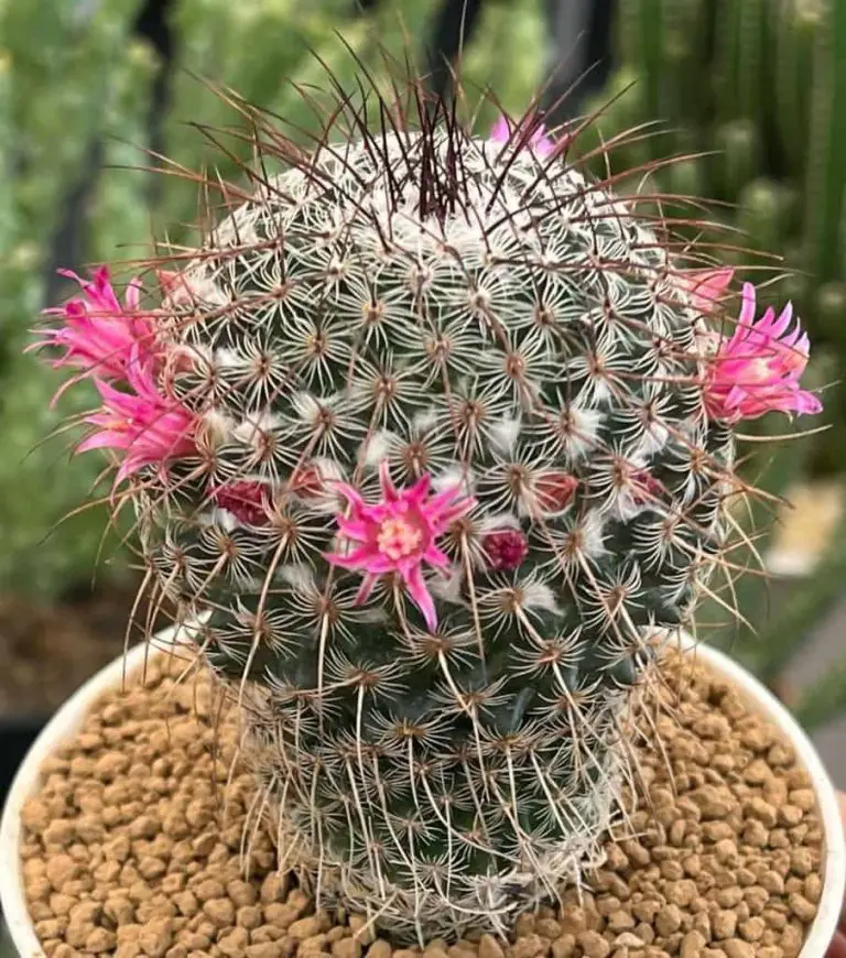 Mammillaria Huitzilopochtli: Care And Propagation Guide