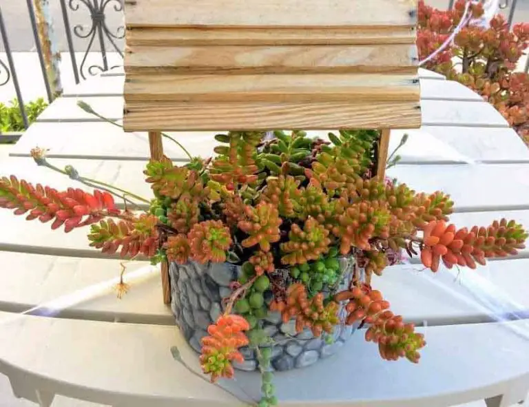 Sedum Rubrotinctum-Jelly Beans Care, Propagation, Toxicity, Blooms
