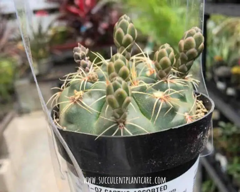 Gymnocalycium Baldianum-Dwarf Chin Cactus Care And Propagation