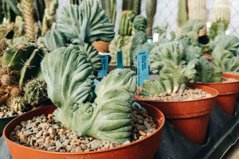 Mermaid Tail Succulent – These Dreamy Succulents Look Just Like Mermaid Tails!