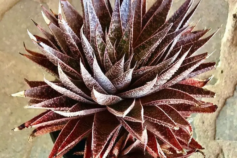 Gasteraloe Green Gold: Care And Propagation Guide