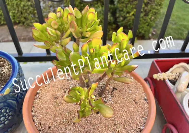 Crassula Ovata-Gollum Jade Care And Propagation
