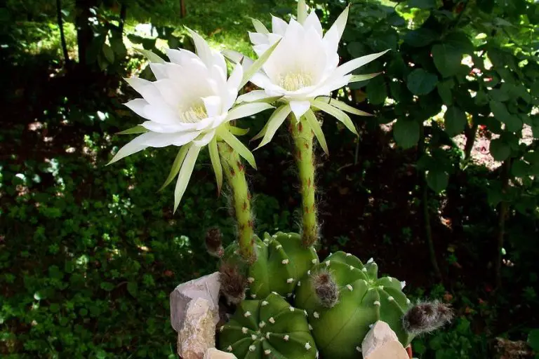Echinopsis Mirabilis: Care And Propagation Guide