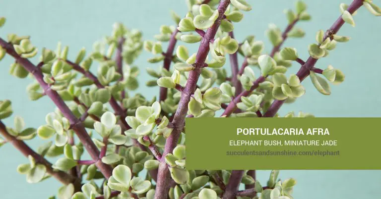 Portulacaria Afra-Elephant Bush Care, Types And Propagation