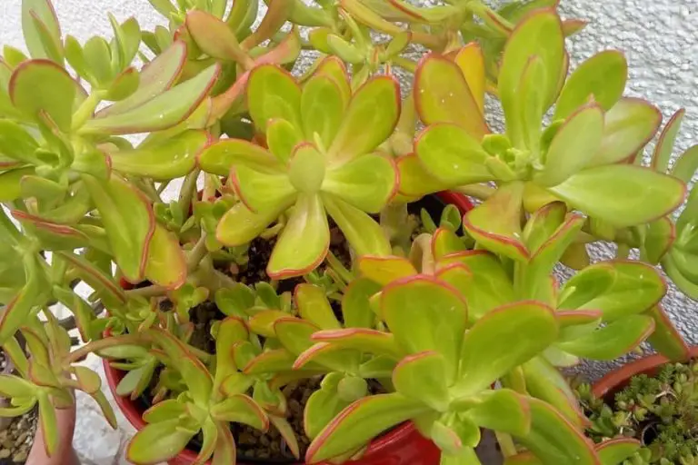 Sedum Praealtum: Care And Propagation Guide