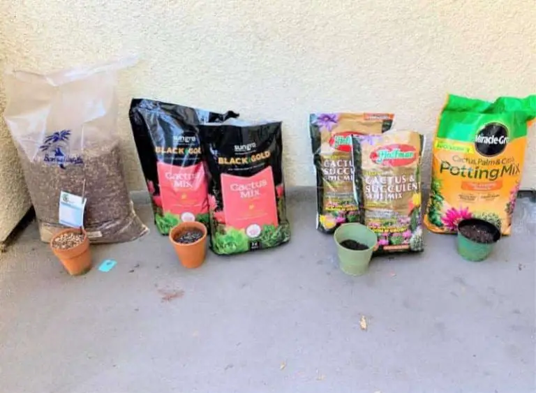 Four Popular Succulent Soil Comparison
