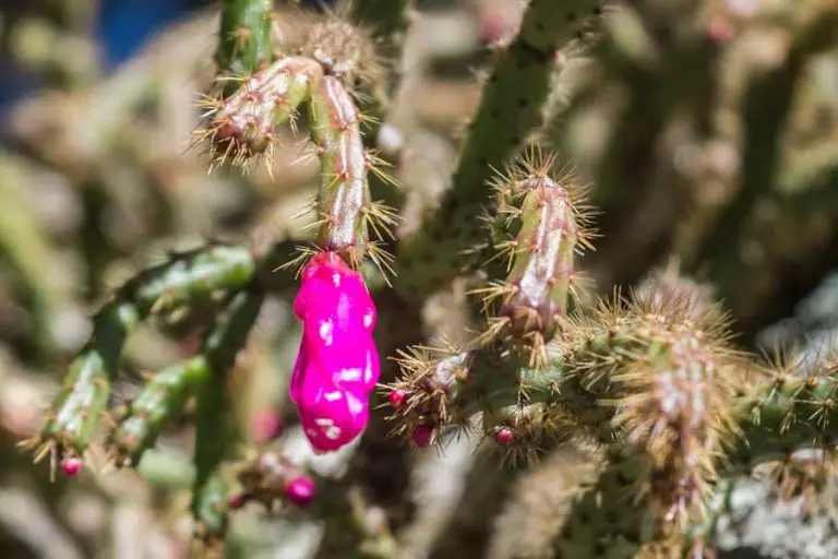 Schlumbergera Microsphaerica: Care And Propagation Guide