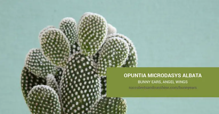 Opuntia Microdasys ‘Bunny Ears’ Care And Propagation