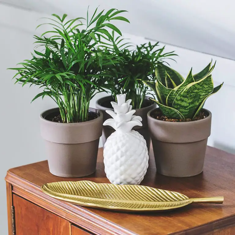The Best 14 Low Light Succulents For Your Home