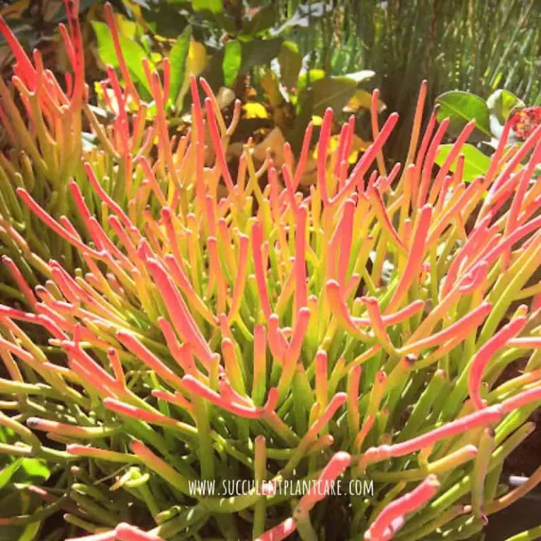 Euphorbia Tirucalli-Firesticks Care, Propagation, Toxicity