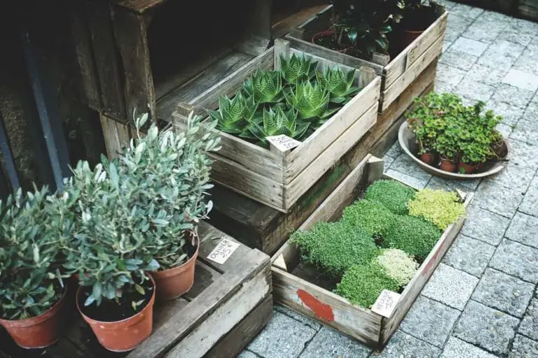 Eco-Friendly Succulent Gardening
