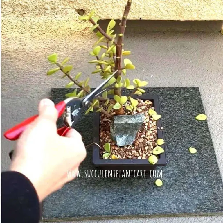 Can You Trim a Succulent’S Leaves, Stems, Or Roots