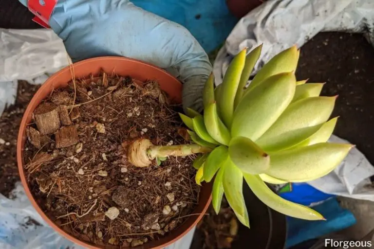 How To Repot Succulents The Complete Guide