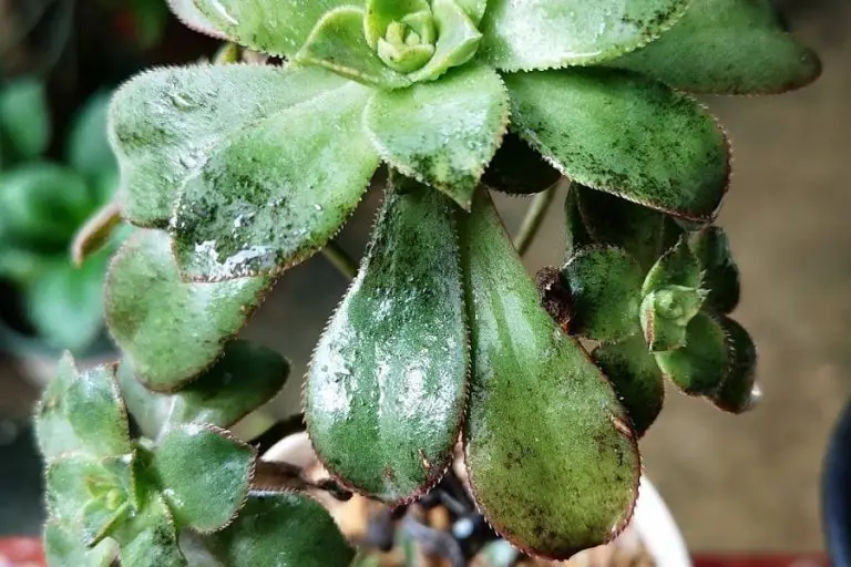 7 Ways How to Get Rid of Succulent Fungus For Good
