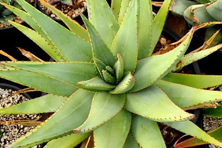 Aloe Falcata: Care And Propagation Guide