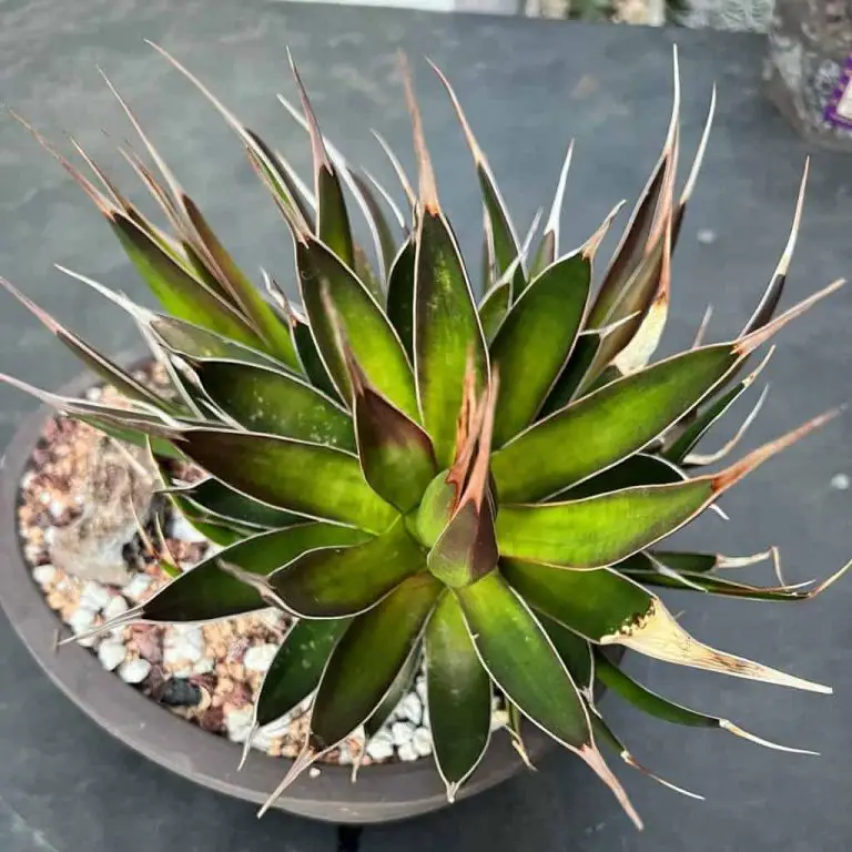 Agave Pelona: Care And Propagation Guide