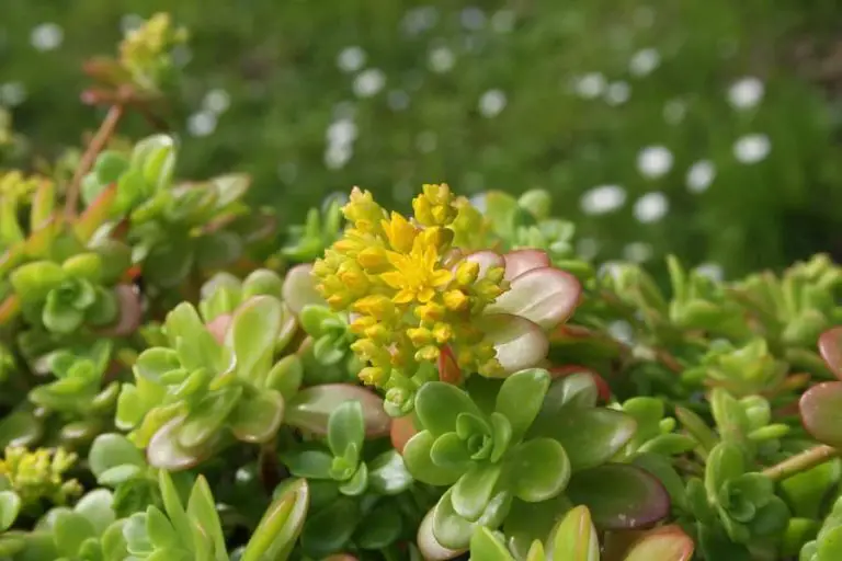 Sedum Kimnachii: Care And Propagation Guide