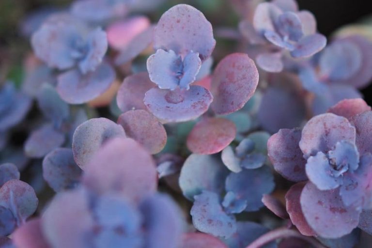 Sedum Red Canyon: Care And Propagation Guide