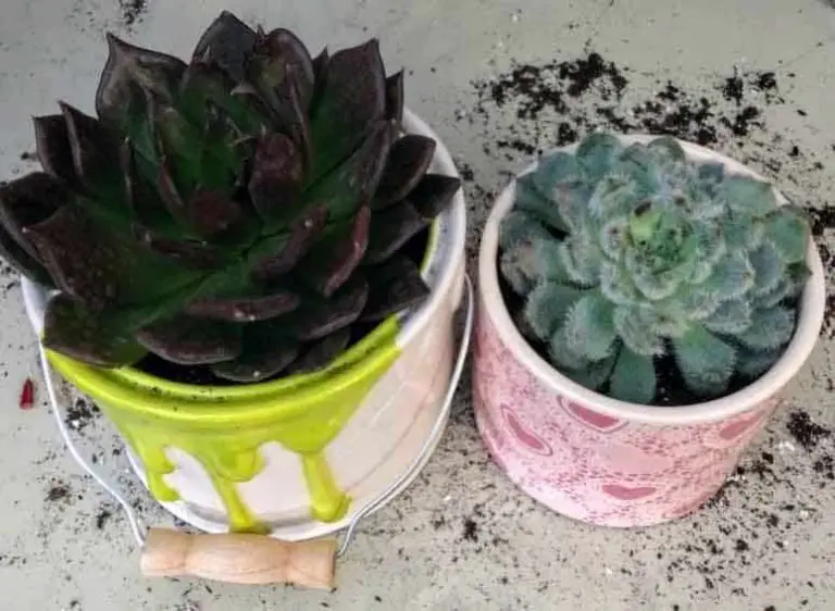 Why We Need to Repot Newly Bought Succulents